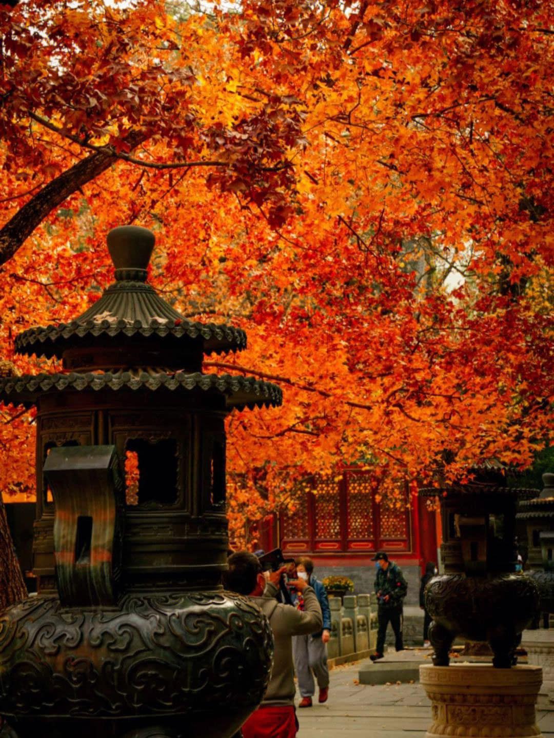 Cảnh đẹp du lịch Bắc Kinh Trung Quốc mùa thu 09