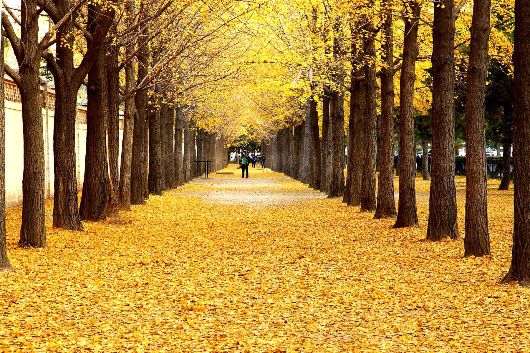 Cảnh đẹp du lịch Bắc Kinh Trung Quốc mùa thu 10