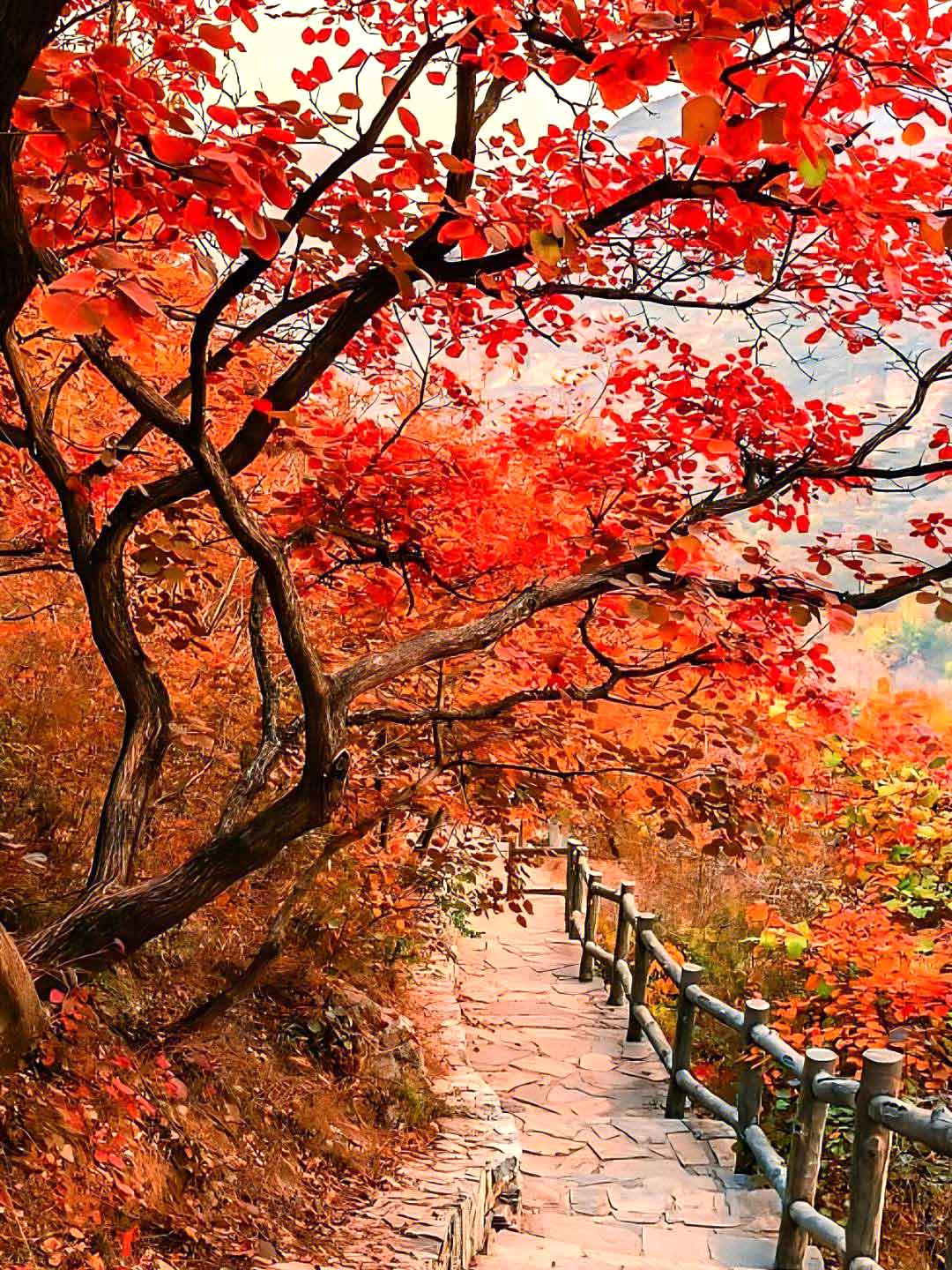 Cảnh đẹp du lịch Bắc Kinh Trung Quốc mùa thu 17