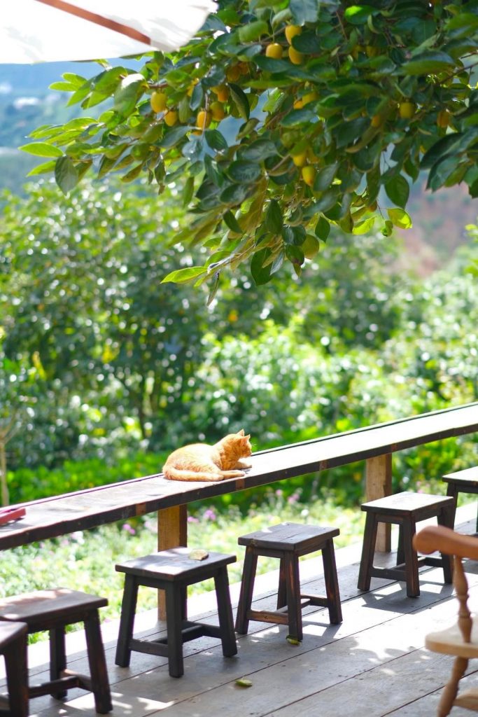 Vườn hồng Đà Lạt – Tiệm cà phê Nắng Thuỷ Tinh